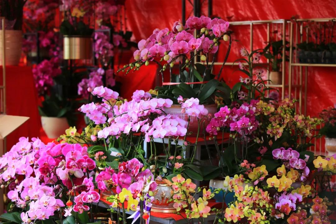 特写：人潮涌动 迎春花市提升深圳消费吸引力