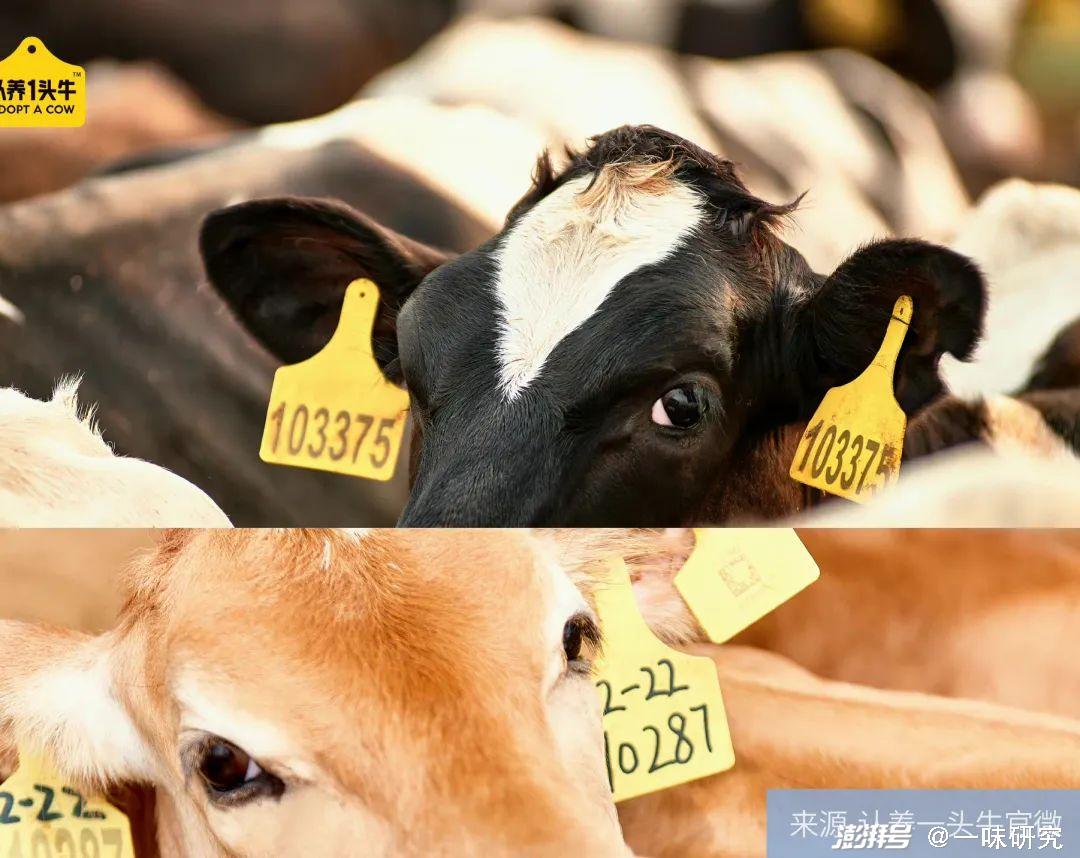 认养一头牛回应主动撤回IPO申请：公司目前经营稳定