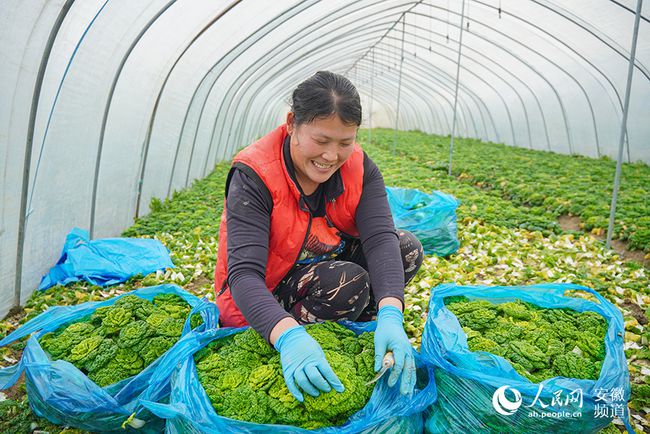 新春走基层｜实探蔬菜之乡寿光：大棚是必到的旅游景点