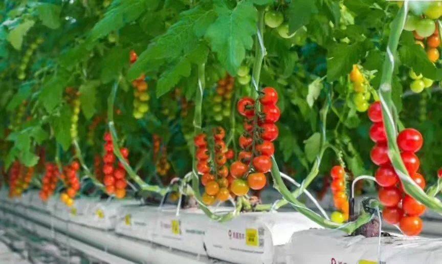 委内瑞拉牛肉人均年消费量增至12公斤