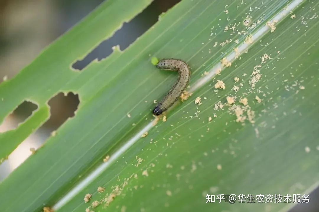 贸易商称巴林购买了 25,000 吨澳大利亚小麦