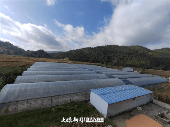津巴布韦规定所有农户烟草须通过拍卖系统销售