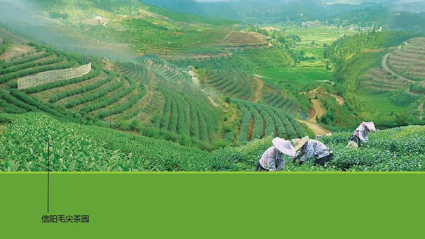 尼东部梅奇地区本财年前十个月茶叶出口增长46%