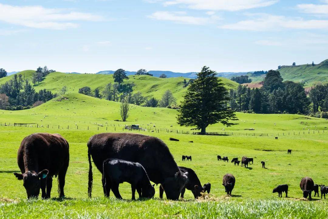 驻奥克兰总领馆经商处参访银蕨农场有限公司