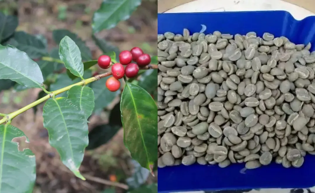 巴新咖啡和可可种植推动巴新农民增收