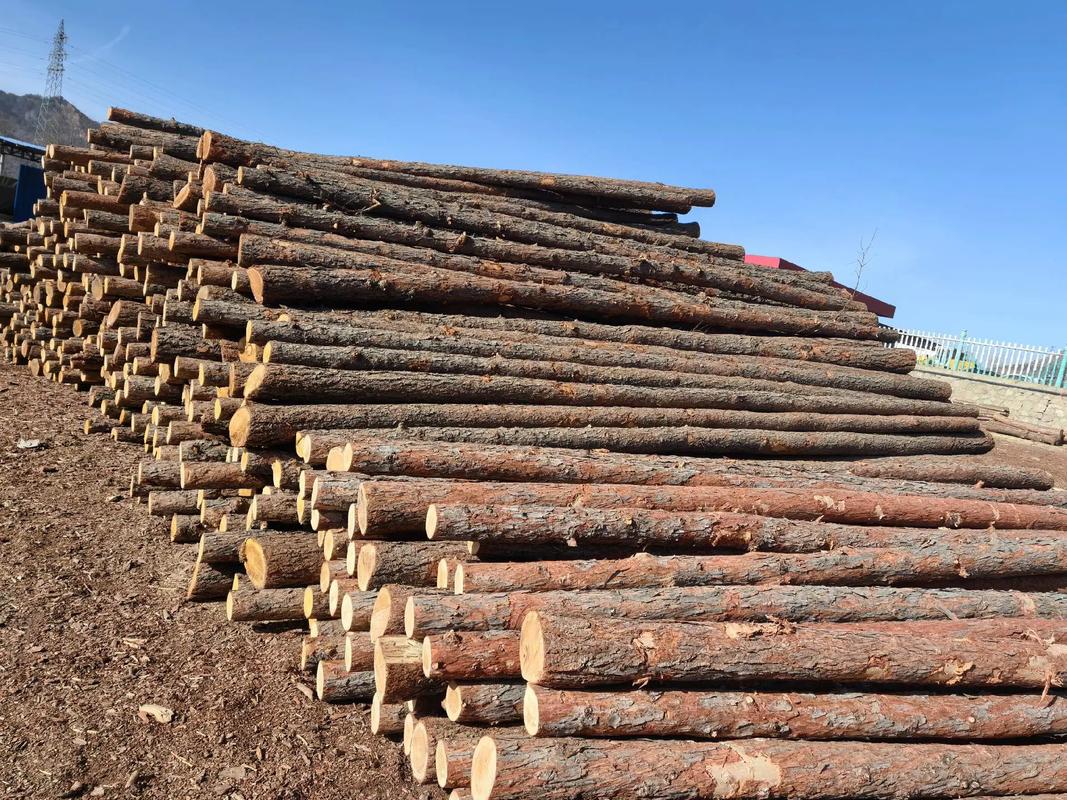 新西兰辐射松木获得越南建筑木材标准认证