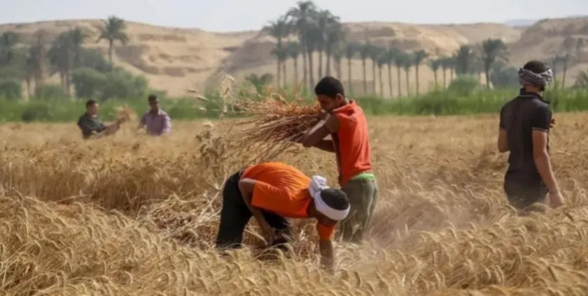 Perenco公司宣称在喀麦隆的石油业务处于领先地位,日产量达 90000桶