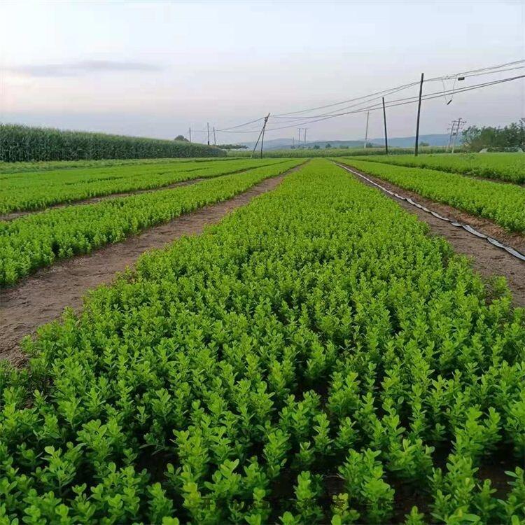 蒙古粮食种植工作已完成54.4%