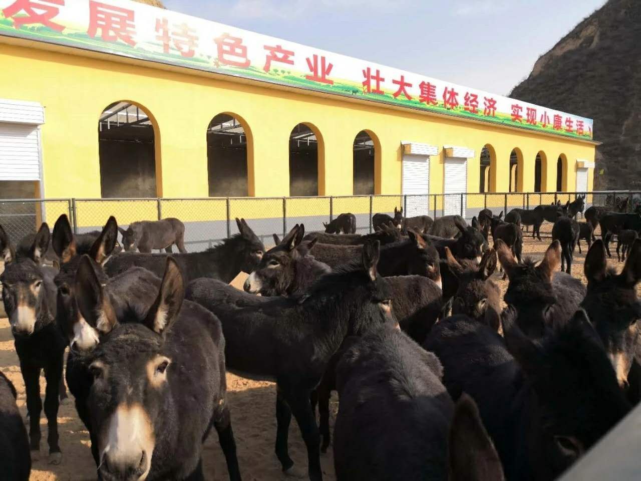 陕西推动特色现代农业高质量发展迈上新台阶