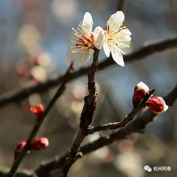 杭州土地市场“一枝独秀”