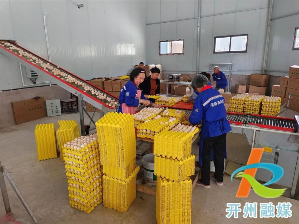 沙特公司首次向美国市场出口500万枚鸡蛋