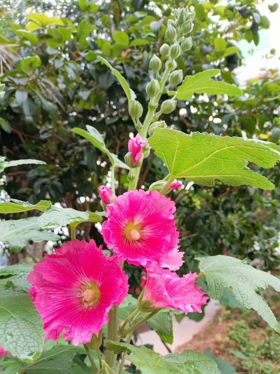 一座温带城市 想成为中国“热植之都”