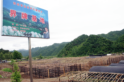 一座温带城市 想成为中国“热植之都”