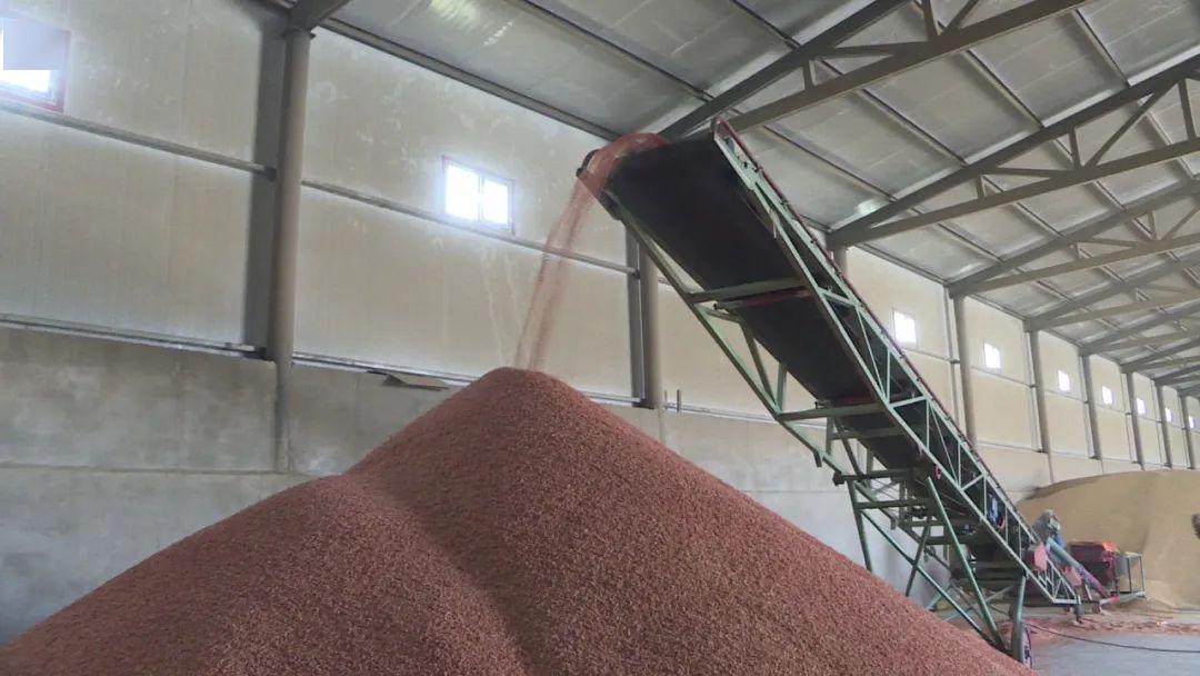 津巴布韦2025年小麦产量预计达60万吨