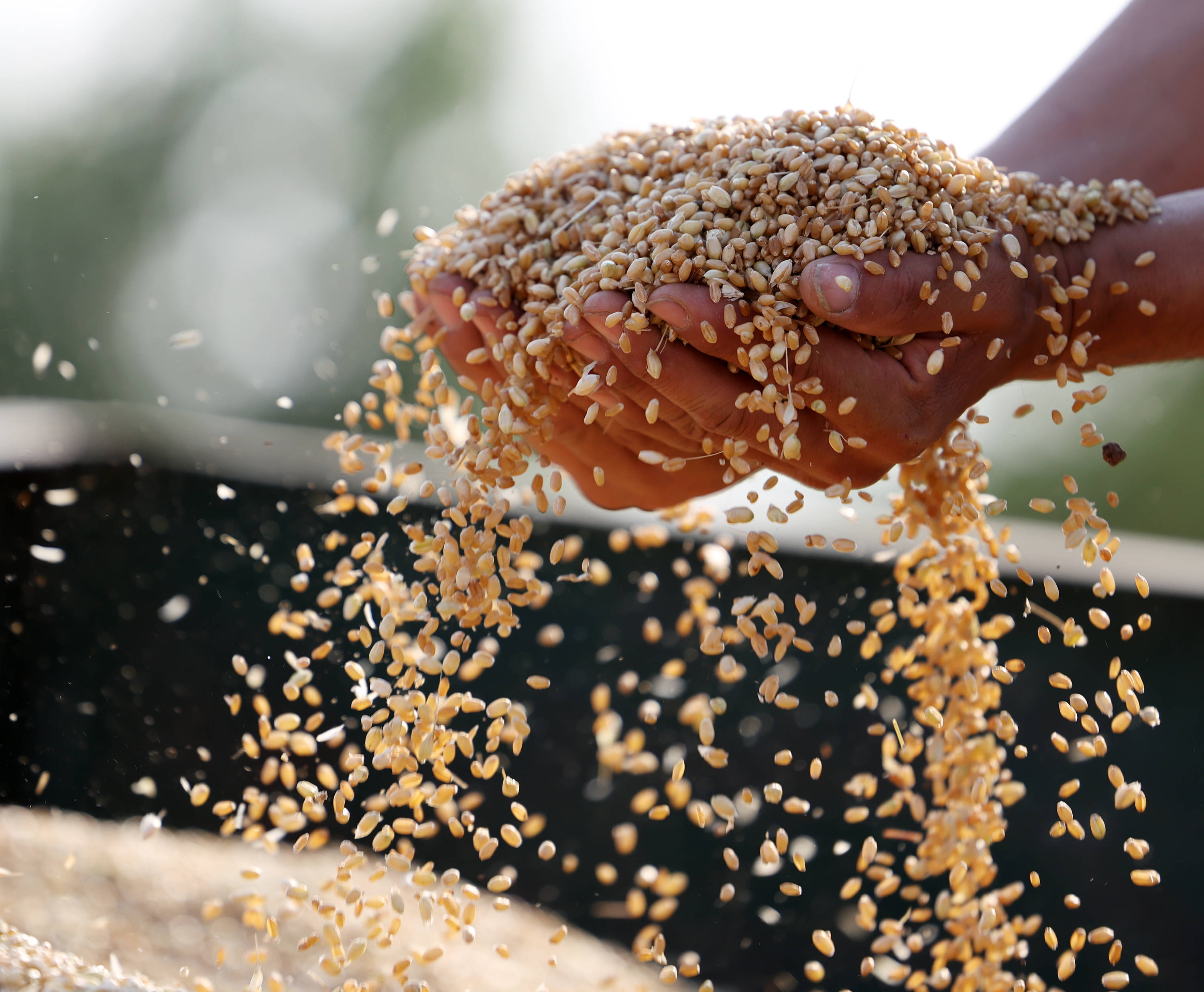 今年我国夏粮实现稳产丰收