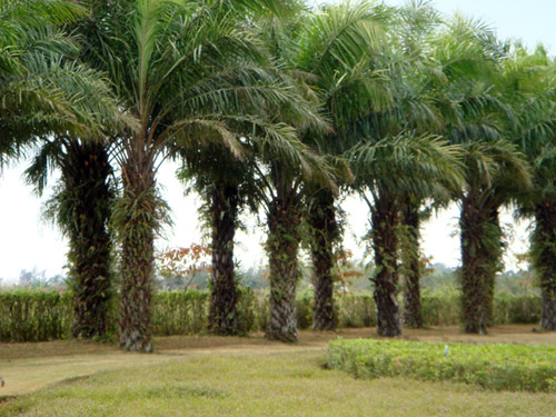 巴新油棕产业公司称政府计划到2027年实现油棕产量翻番