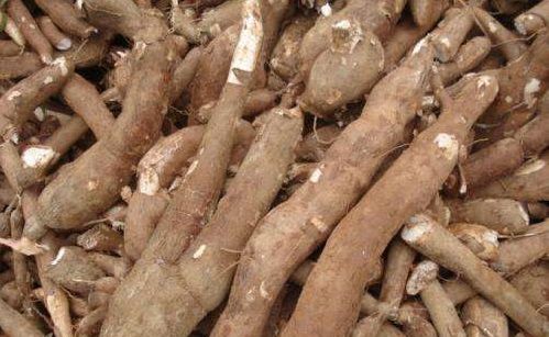 泰国拟扩大木薯产业出口