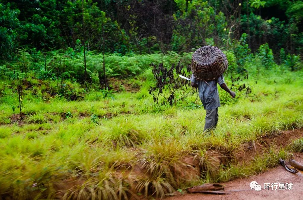 利比里亚启动农业推广能力建设项目破解"1:3.5万"农技服务困境