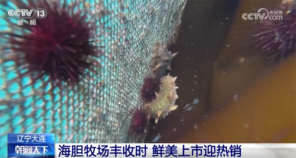 “海上牧场”迎丰收季：特色养殖助力渔民增收致富