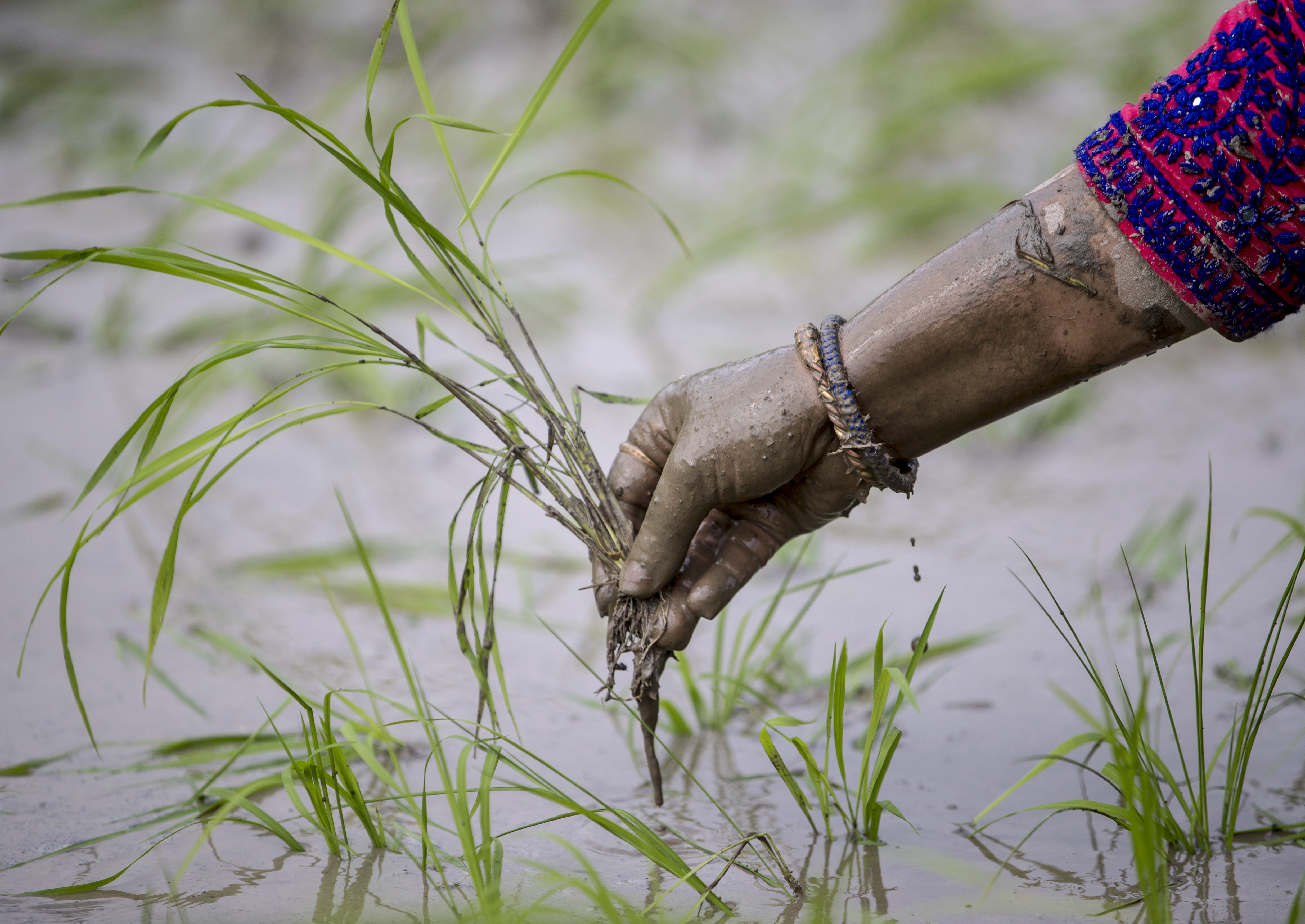 尼泊尔粮食主产区迎来雨季转机，水稻种植率显著回升