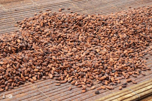 科特迪瓦2025上半年出口160万吨可可豆，直接影响全球市场价格波动