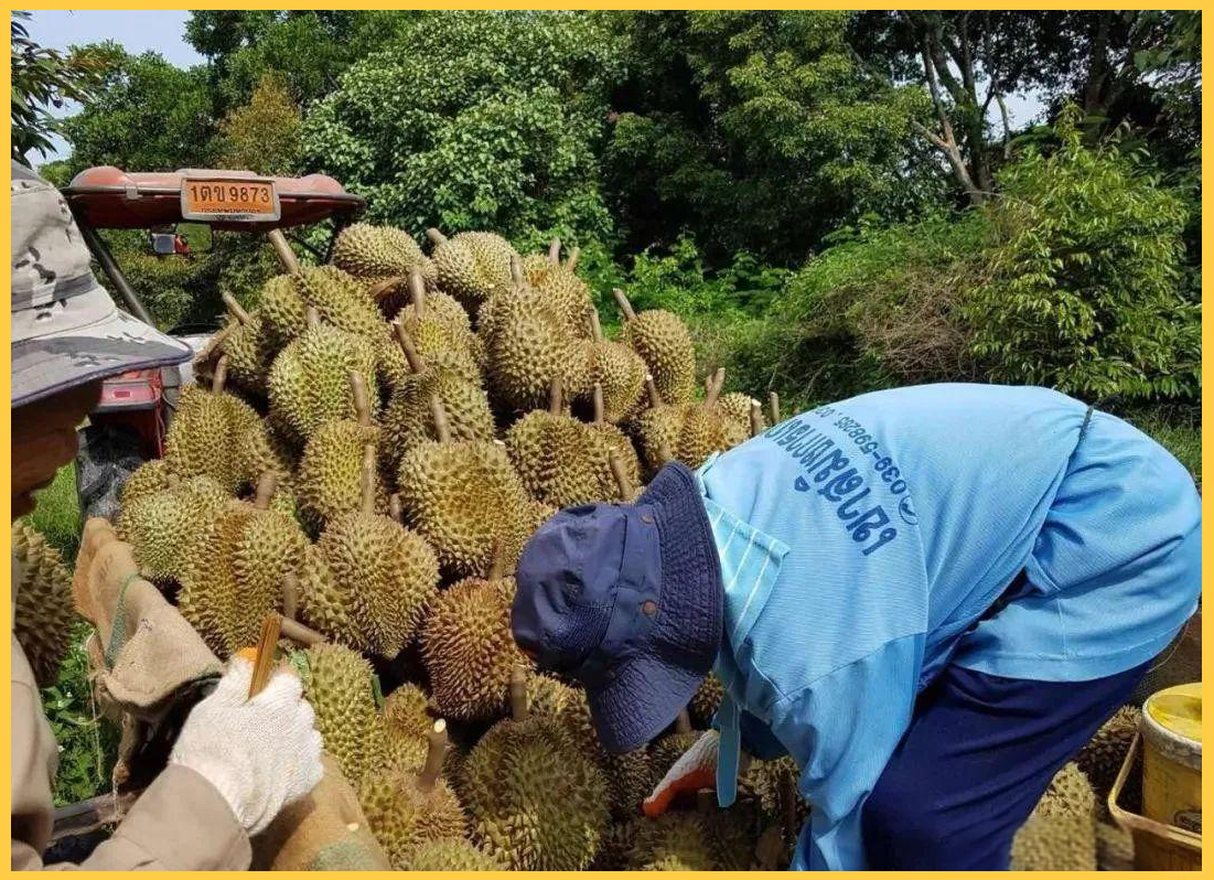 老挝榴莲预计2026年出口400吨