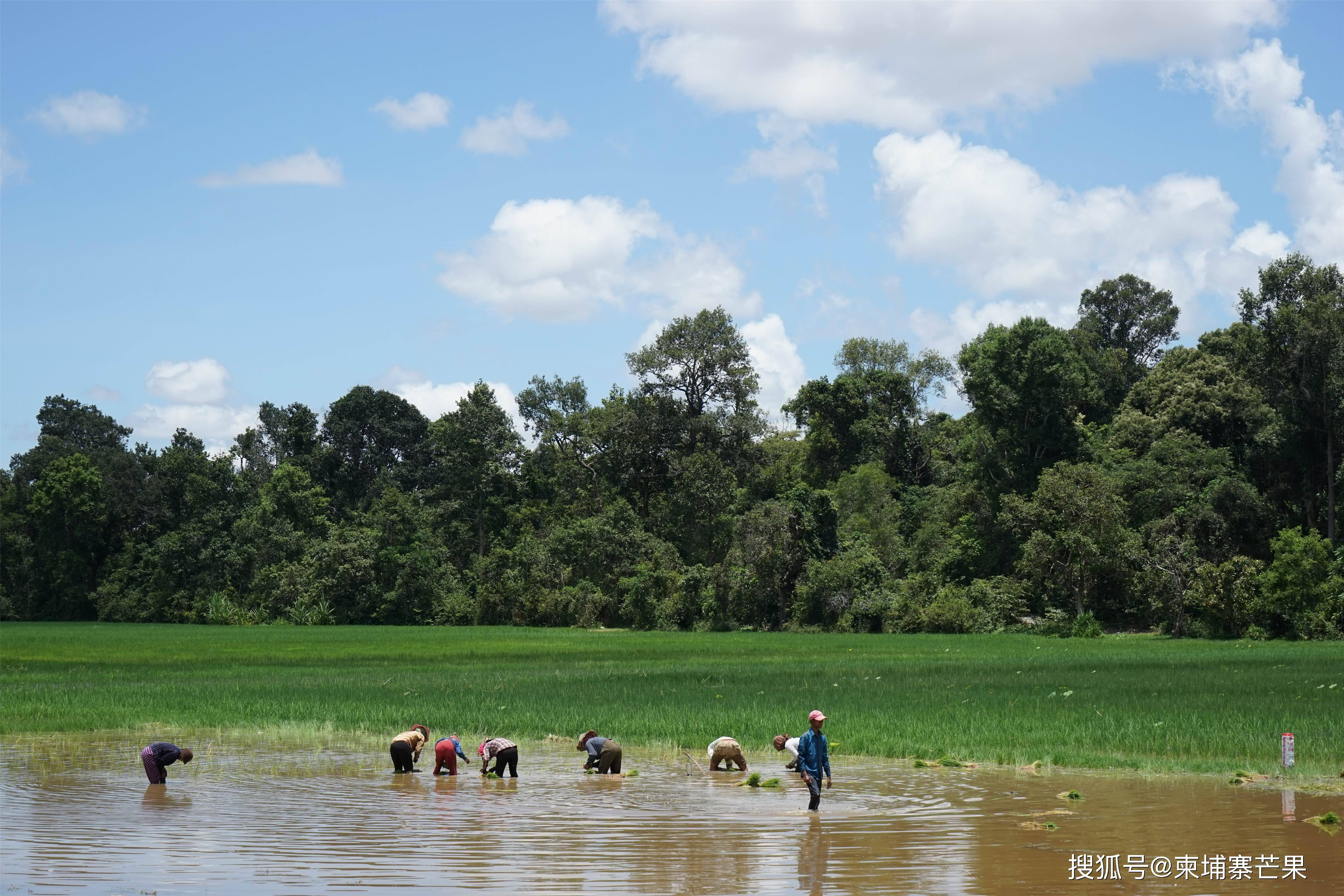 柬埔寨前7个月主要农产品出口超24亿美元xa0腰果出口劲增约59%