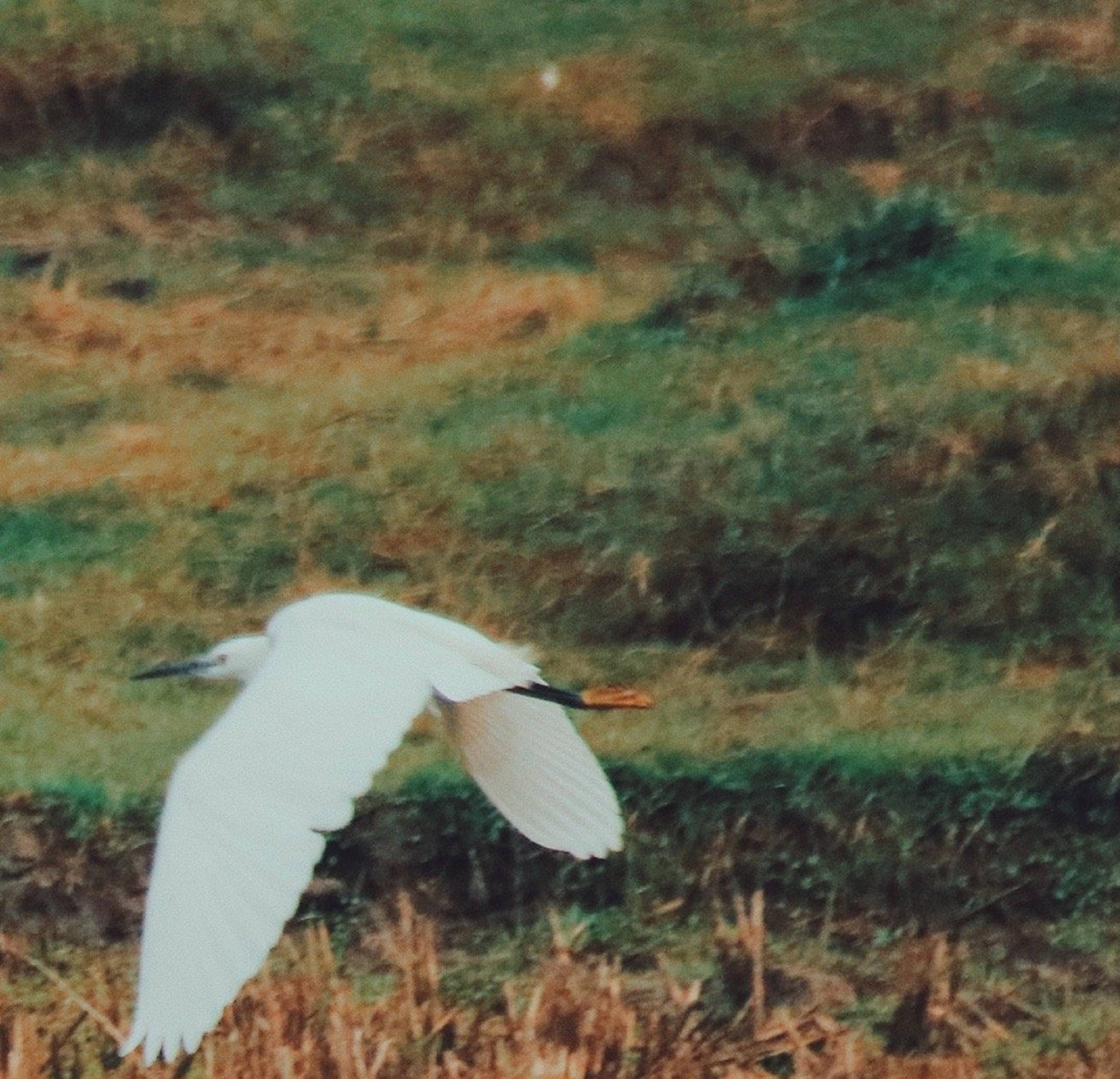 印度新增进口尼泊尔200兆瓦电力 尼泊尔跨境电力出口突破千兆瓦大关