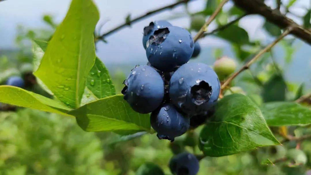 摩洛哥蓝莓出口跃居世界前列