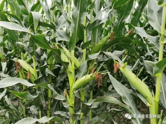 从田间到舌尖：生物科技如何将玉米变为“零卡糖”