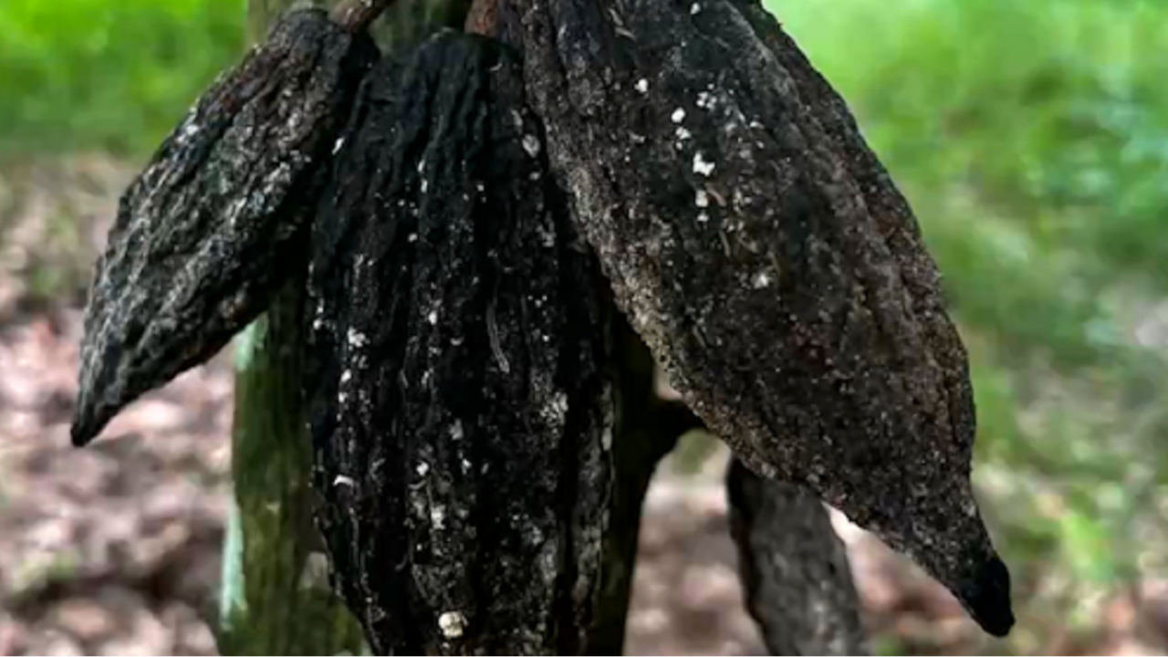 科特迪瓦7月可可加工量下降31%