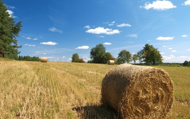 爱沙尼亚7月份港口货运量同比下降17%