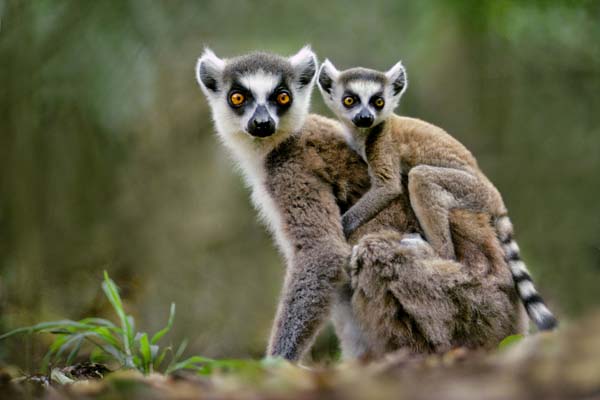 马达加斯加航空货运缓慢恢复