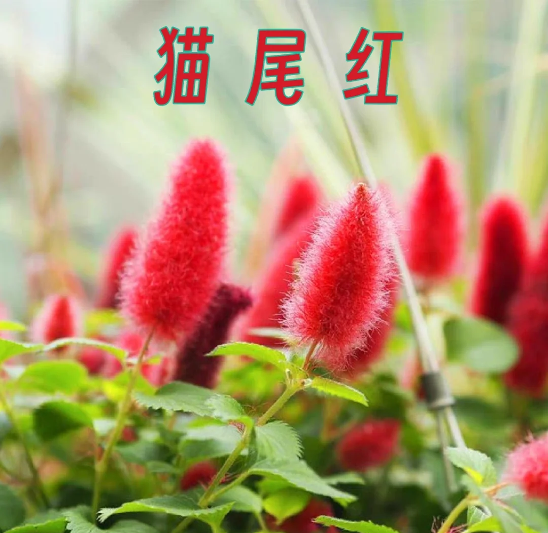 “24穗铁02”将于9月18日付息