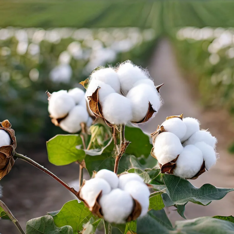 加纳扩大乳木果产业规模