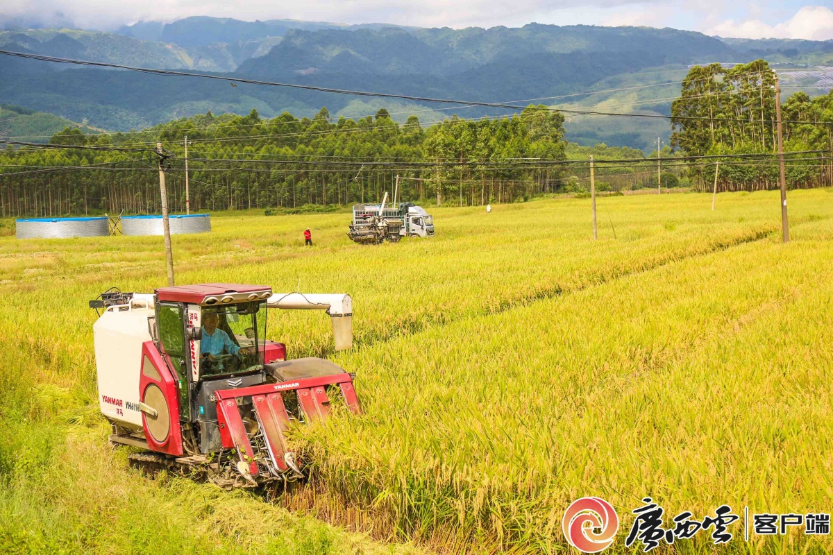 江西上饶：270余万亩中稻迎来丰收