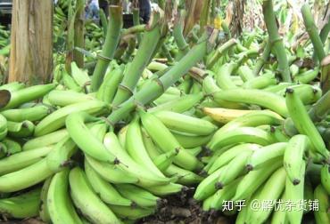 上半年哥伦比亚香蕉出口增长22%