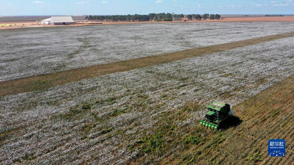巴西棉花价格跌至两年来最低水平