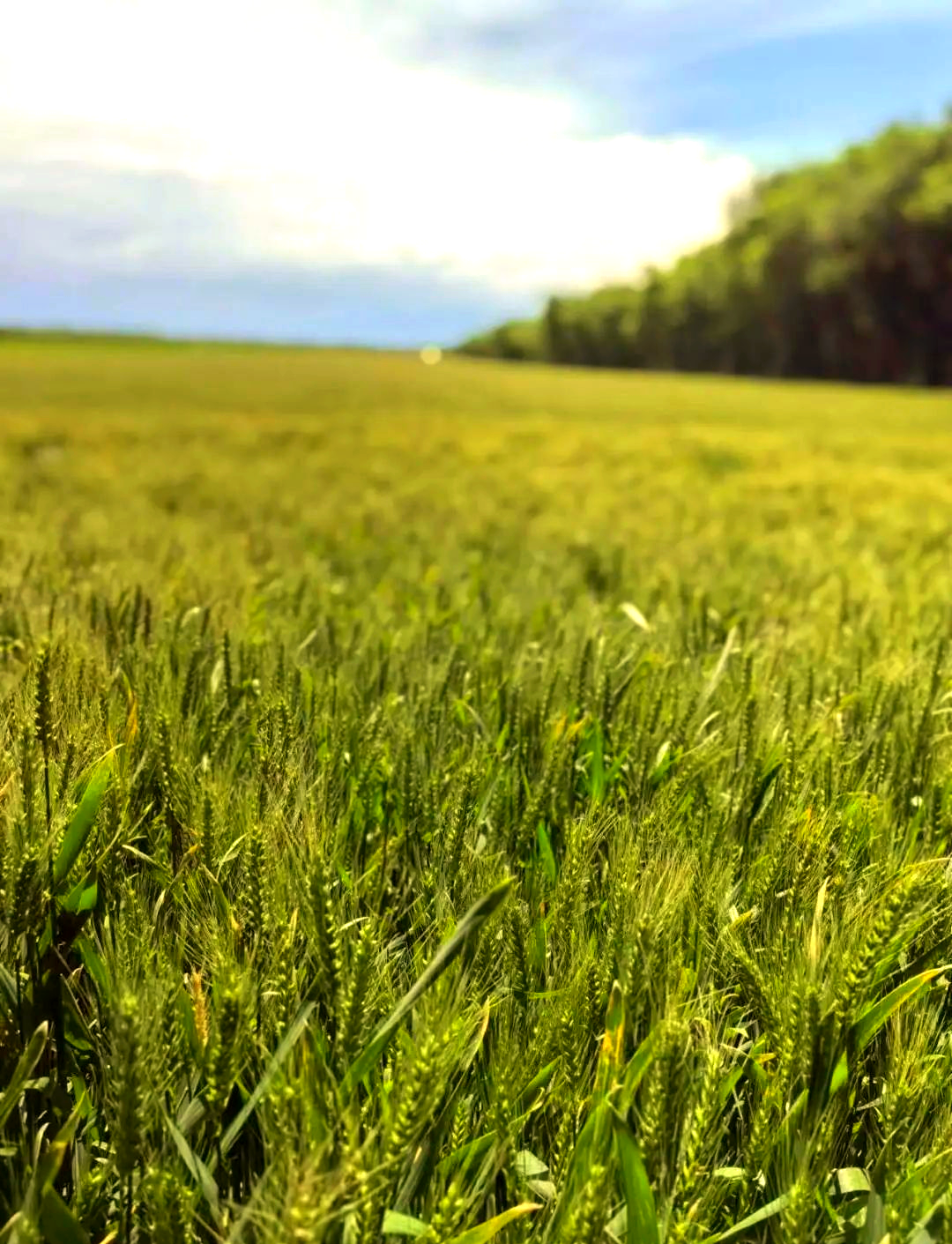 冬小麦可供种量69.1亿公斤 我国今年种子供应有保障