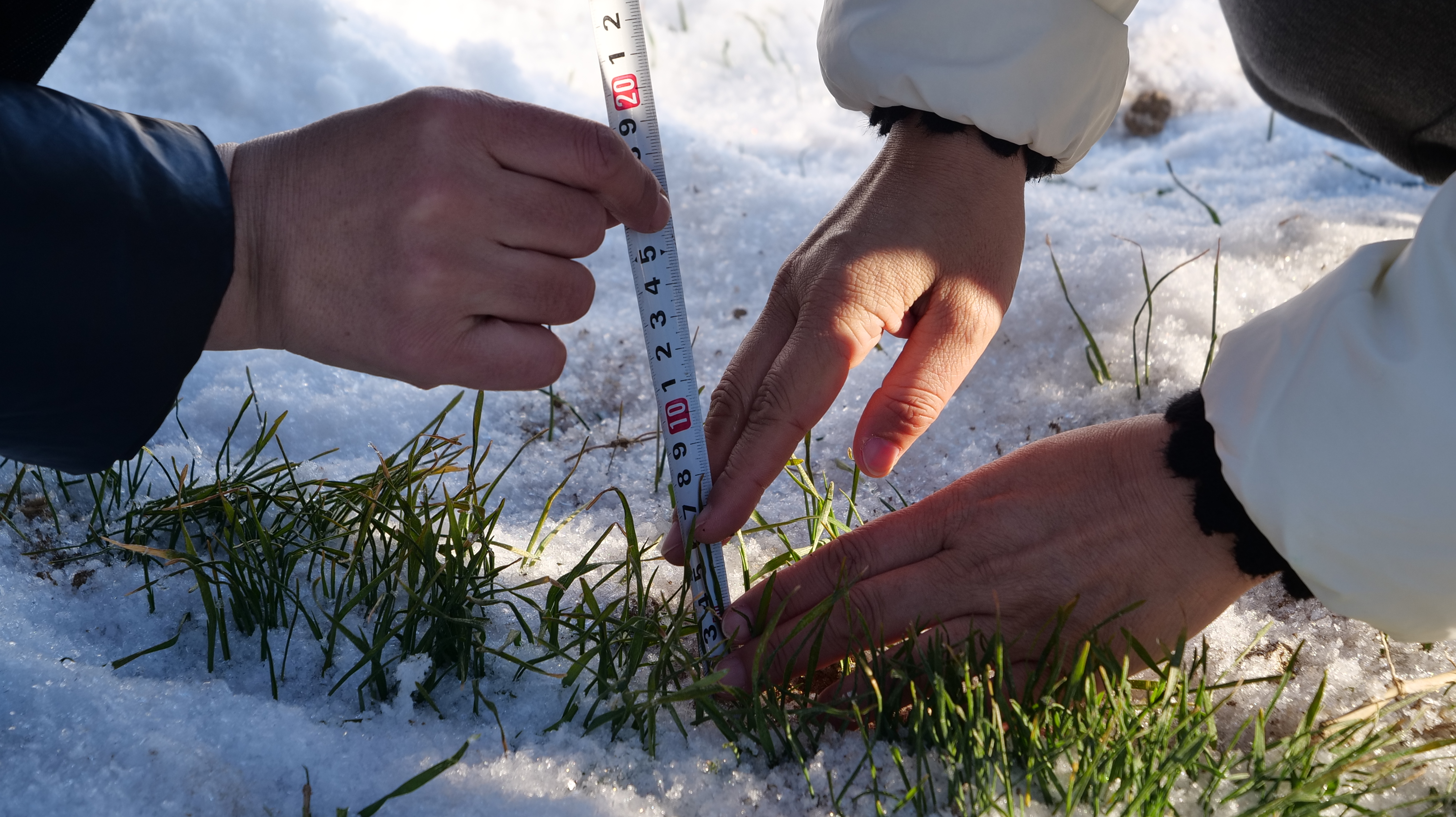 冬小麦可供种量69.1亿公斤 我国今年种子供应有保障