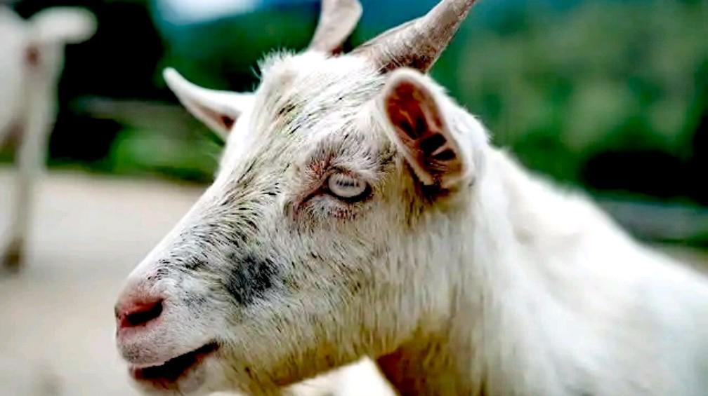 小滩羊变“品牌羊” 金融助写养殖致富经｜丰收新图景