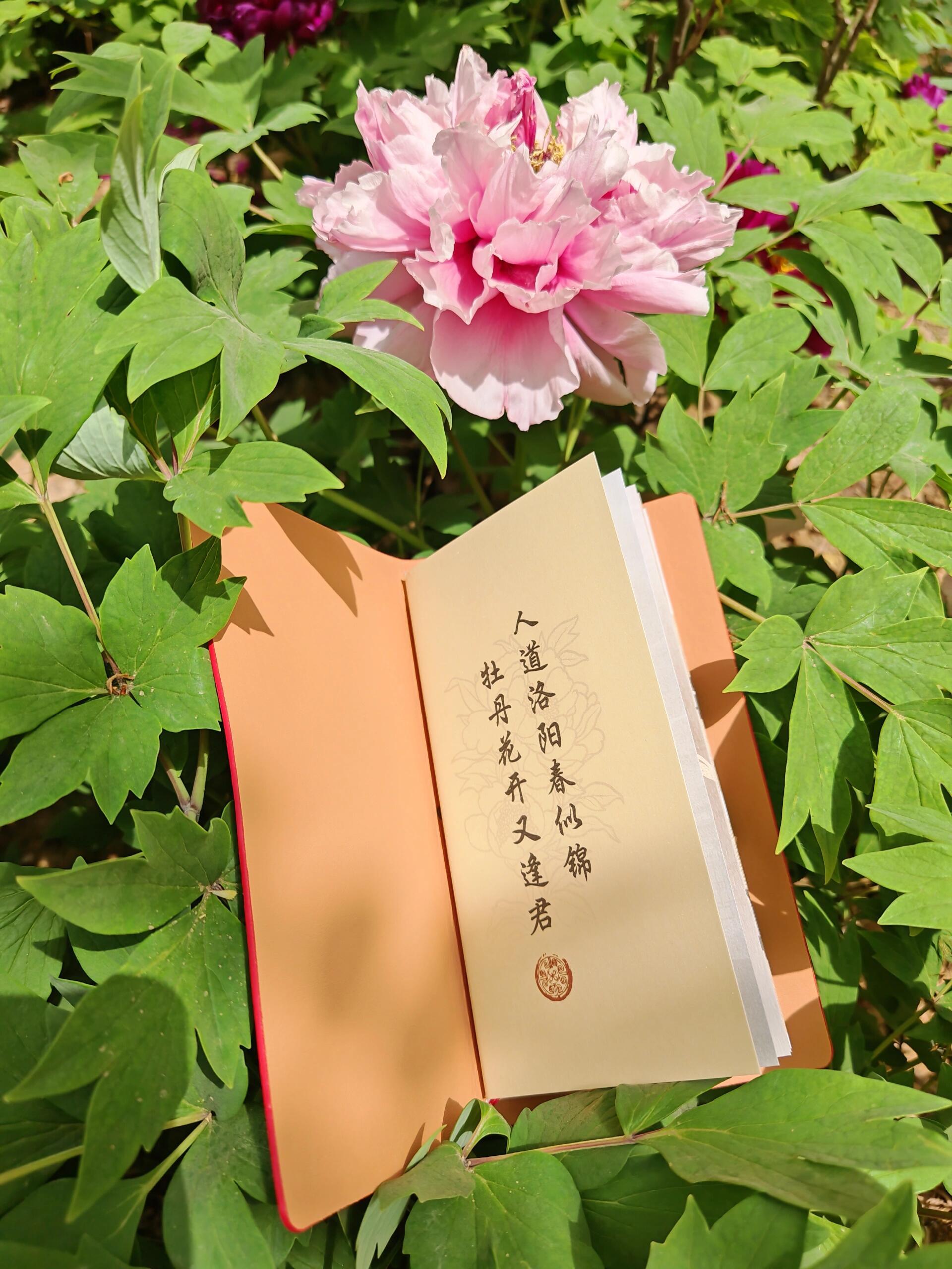 洛水深流，邙山静立，在时光深处遇见洛阳