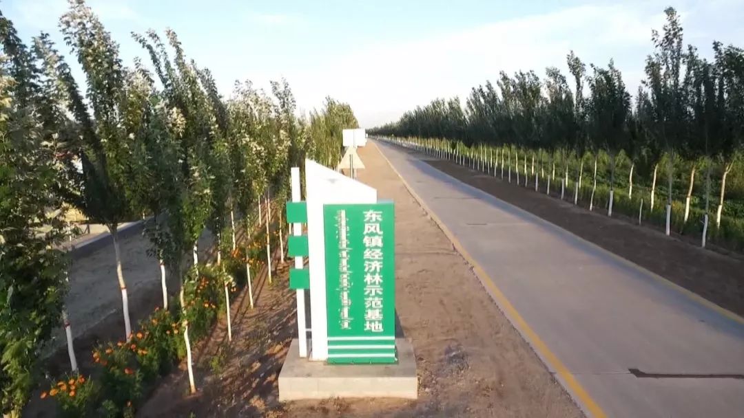 治沙三十载：书写“绿进沙退”生态画卷