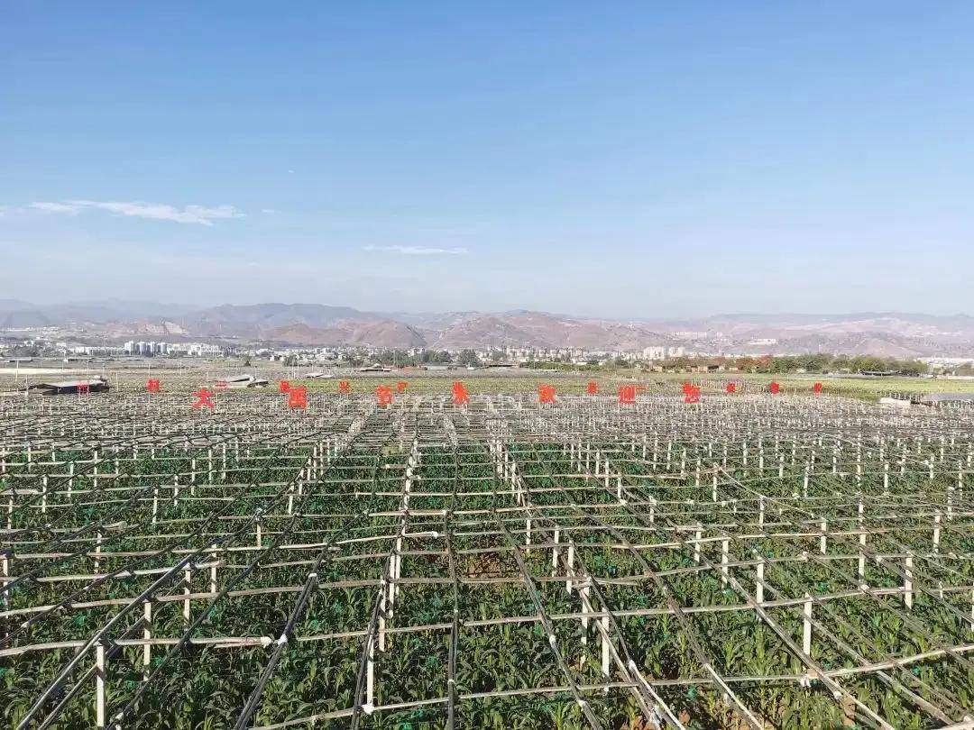 菲投资委员会推广农业标准以减少肉类进口