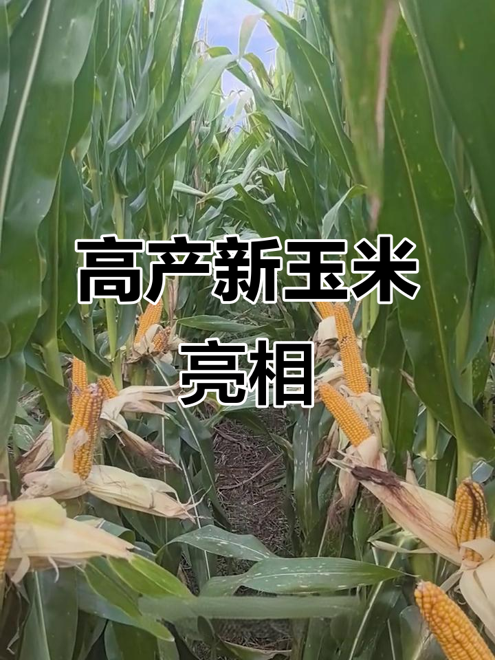 科尔沁区：智慧农业“会说话”玉米高产有保障