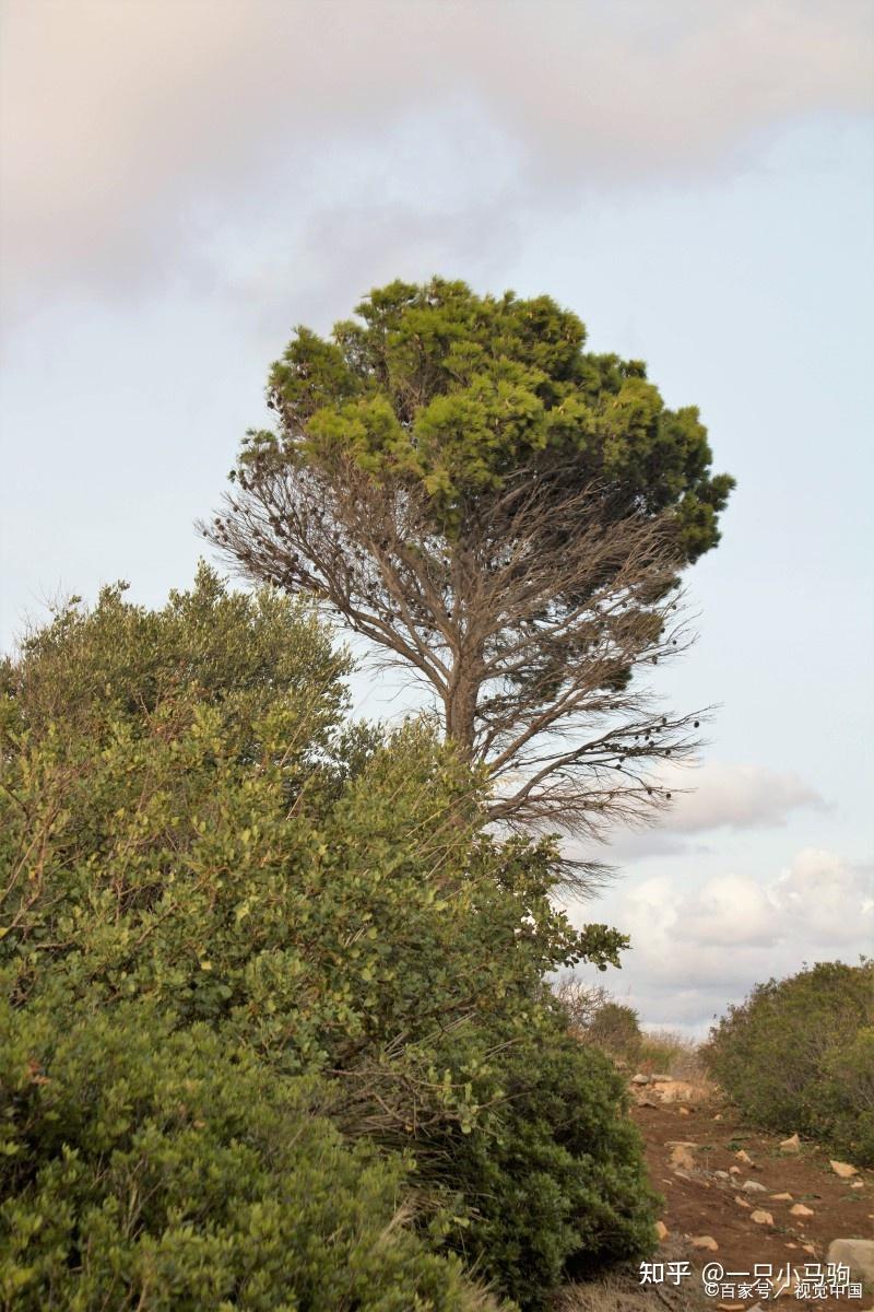 加纳粮食产业因库存积压面临崩溃