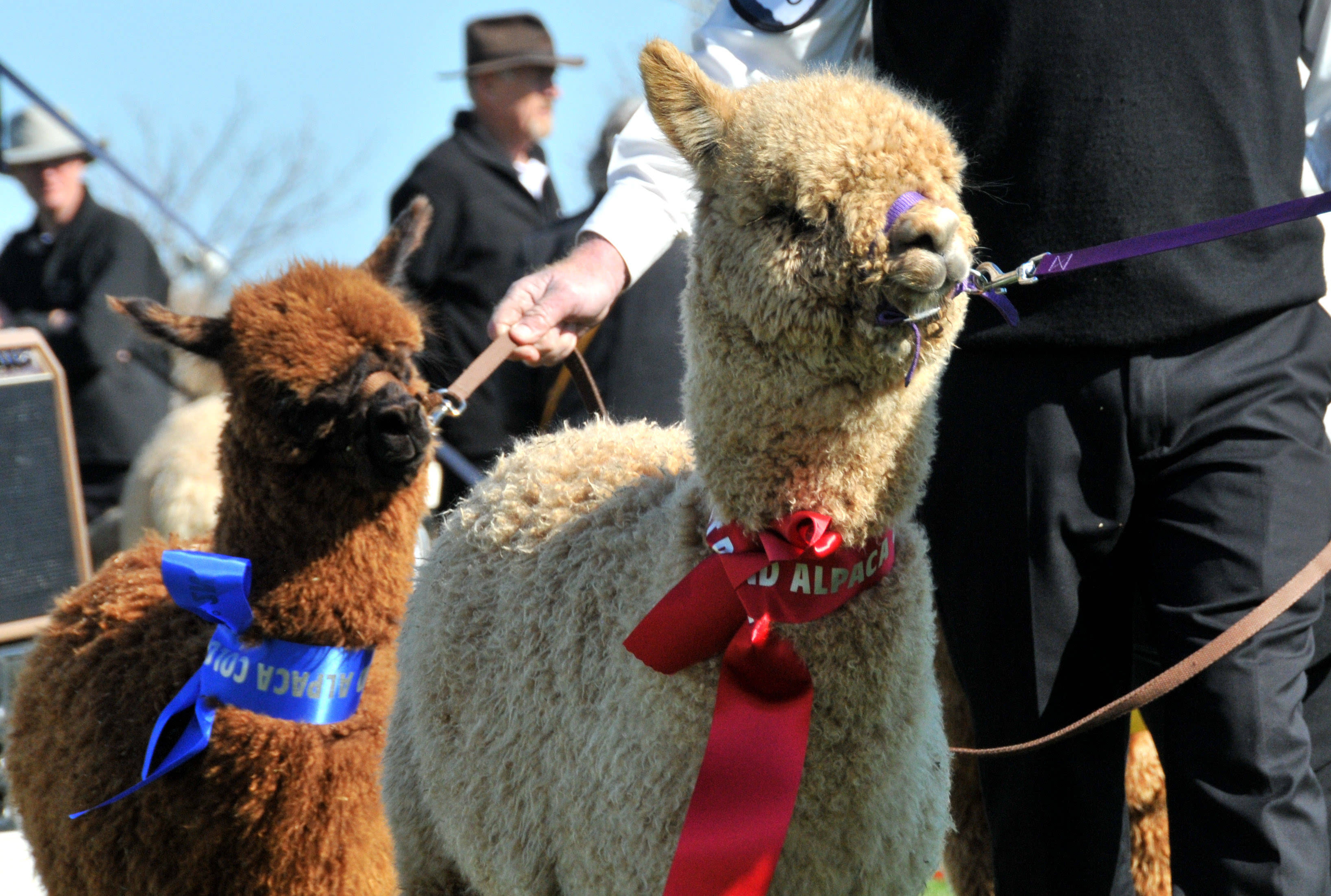 驻奥克兰总领馆经商处参访新西兰太平洋羊驼家纺集团