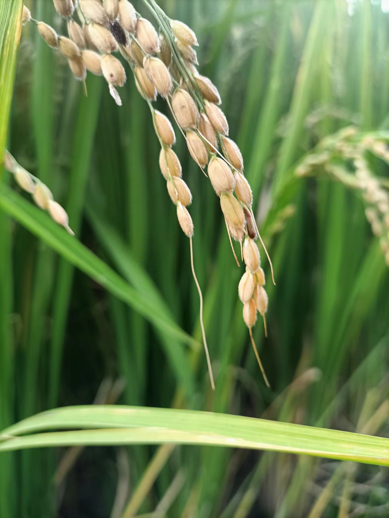 《中国绿色GDP绩效评估报告（2025年全国卷）》正式发布