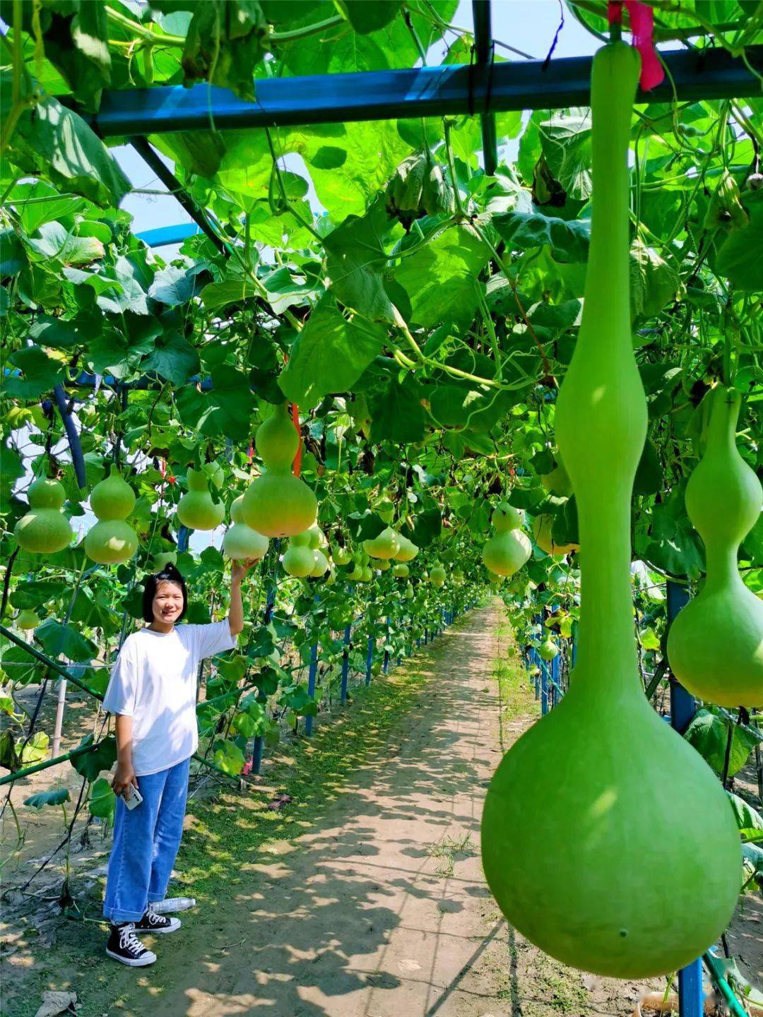 “中华葫芦第一村”是如何炼成的