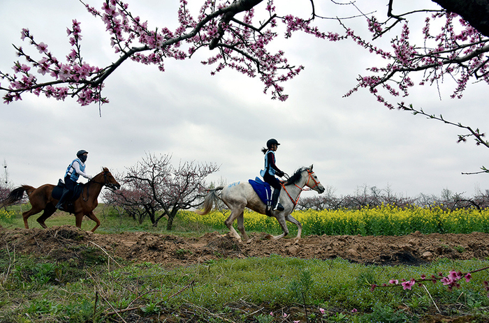 华清宴会：梨园声声与马蹄阵阵